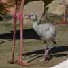 baby-flamingo_sm.jpg